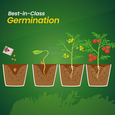 Pack Of 25 Native Vegetable Seeds With Growbags & Biofertiliser For Home Garden (VEGSC)